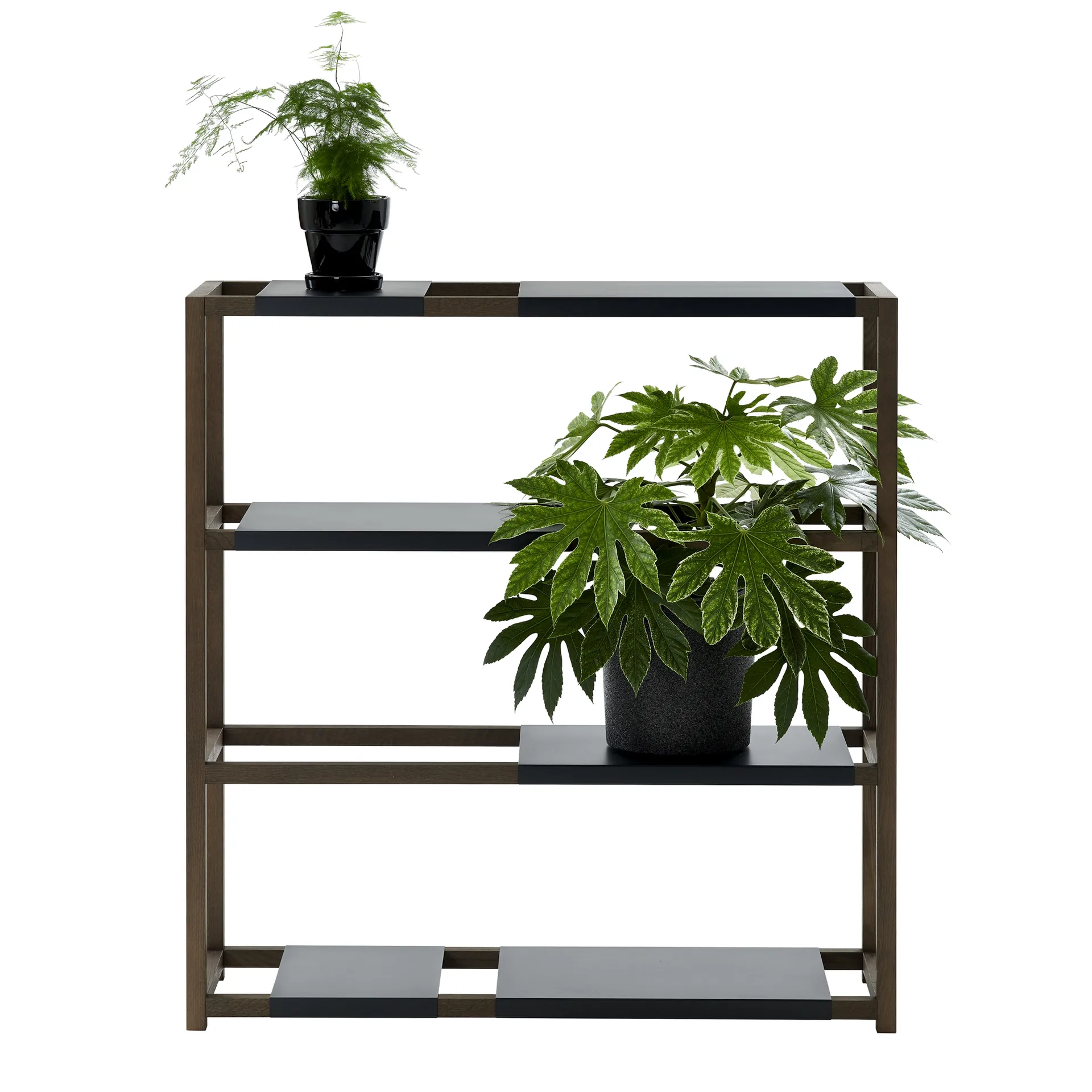The Botanic Shelf Medium hylla, ek svartbetsad, svarta metallhyllor Adea