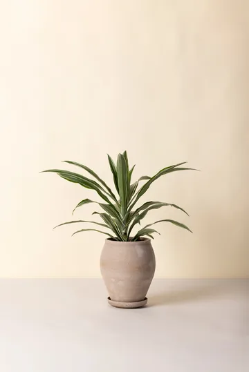 Delphi kruka med fat 2 delar - Grey, Ø22 cm, tall - Bergs Potter