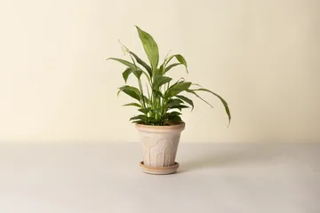 Fleur kruka med fat 2 delar - Rosa, Ø16 cm - Bergs Potter