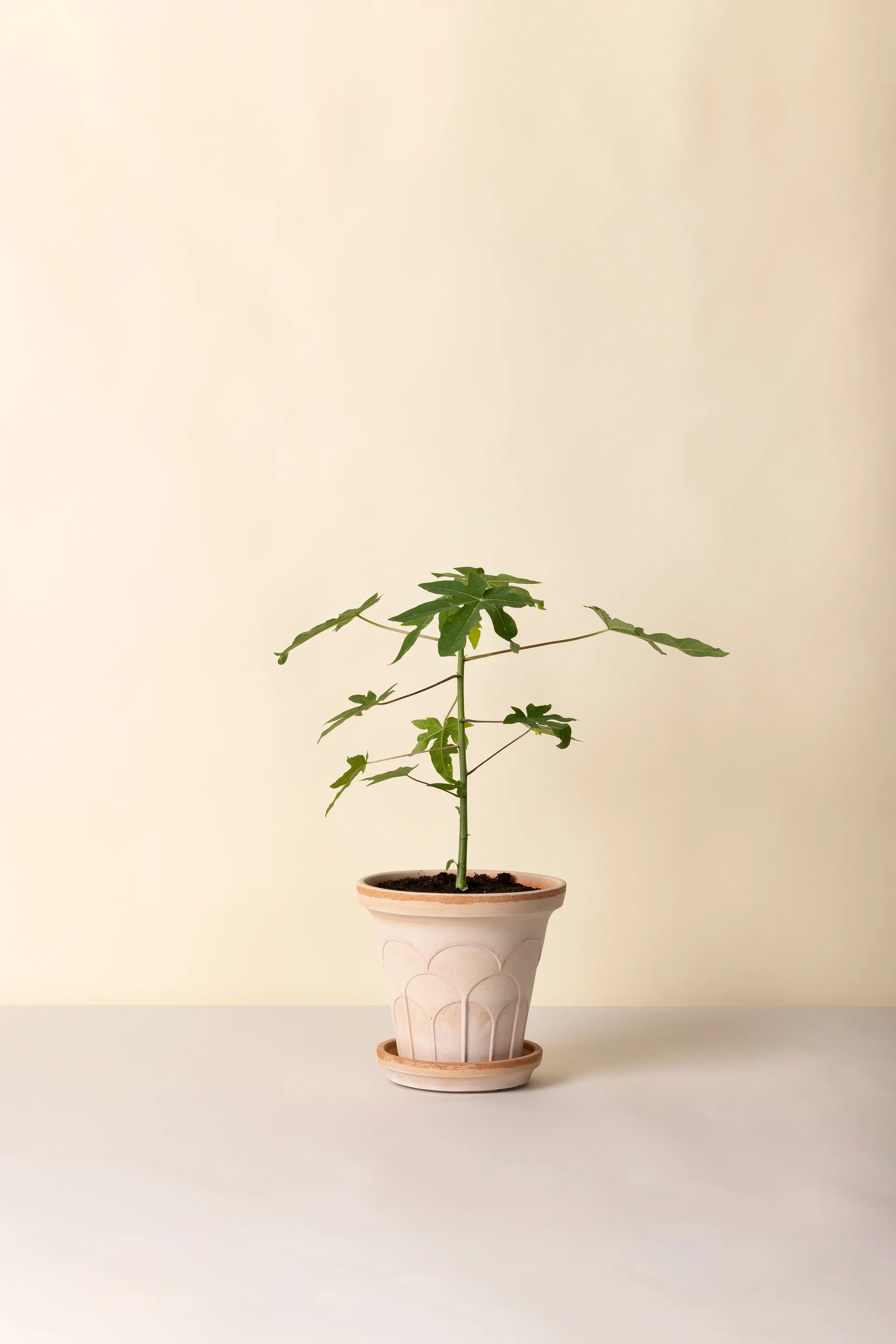 Fleur kruka med fat 2 delar, Rosa, Ø21 cm Bergs Potter