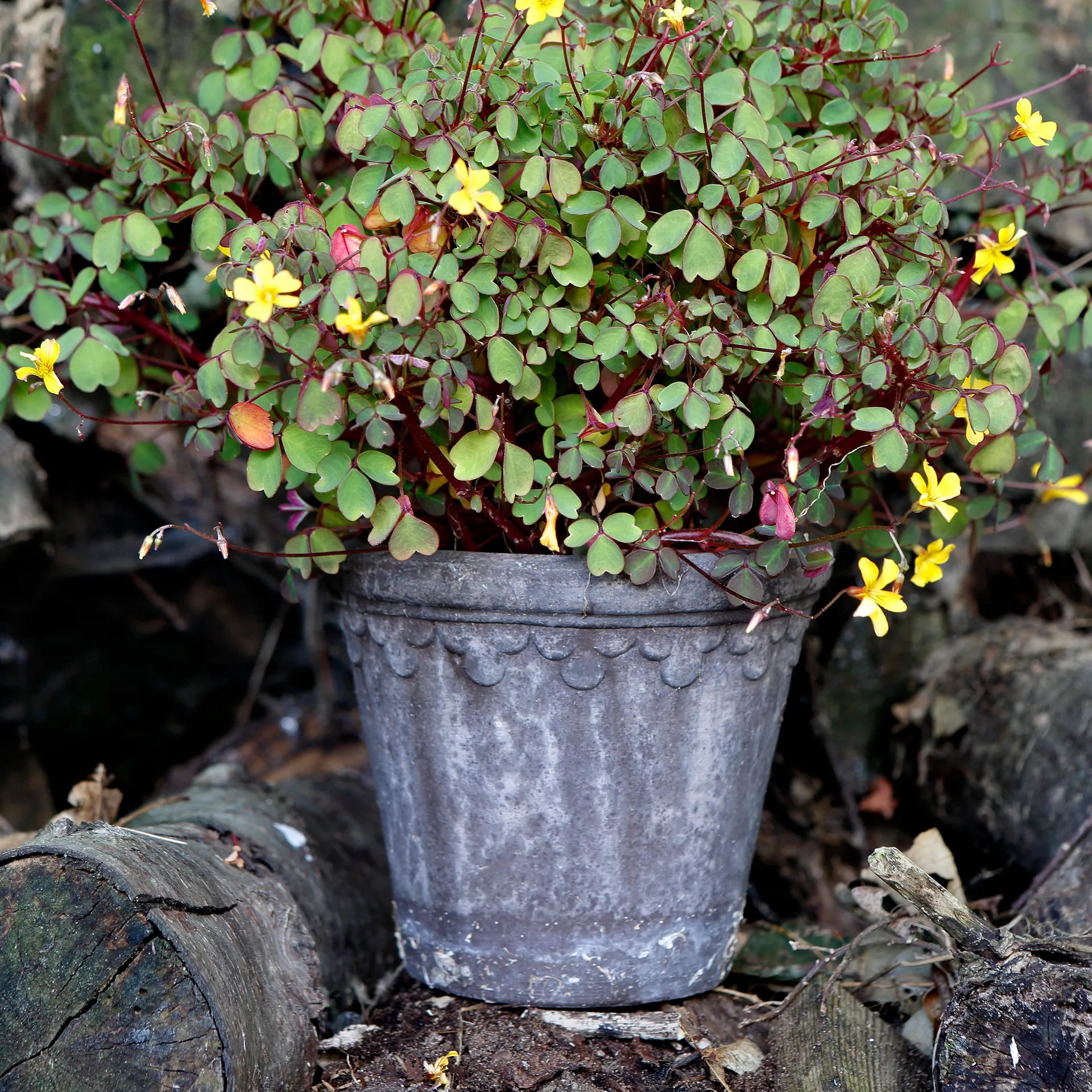 Köpenhamn kruka Ø16 cm, Grå Bergs Potter