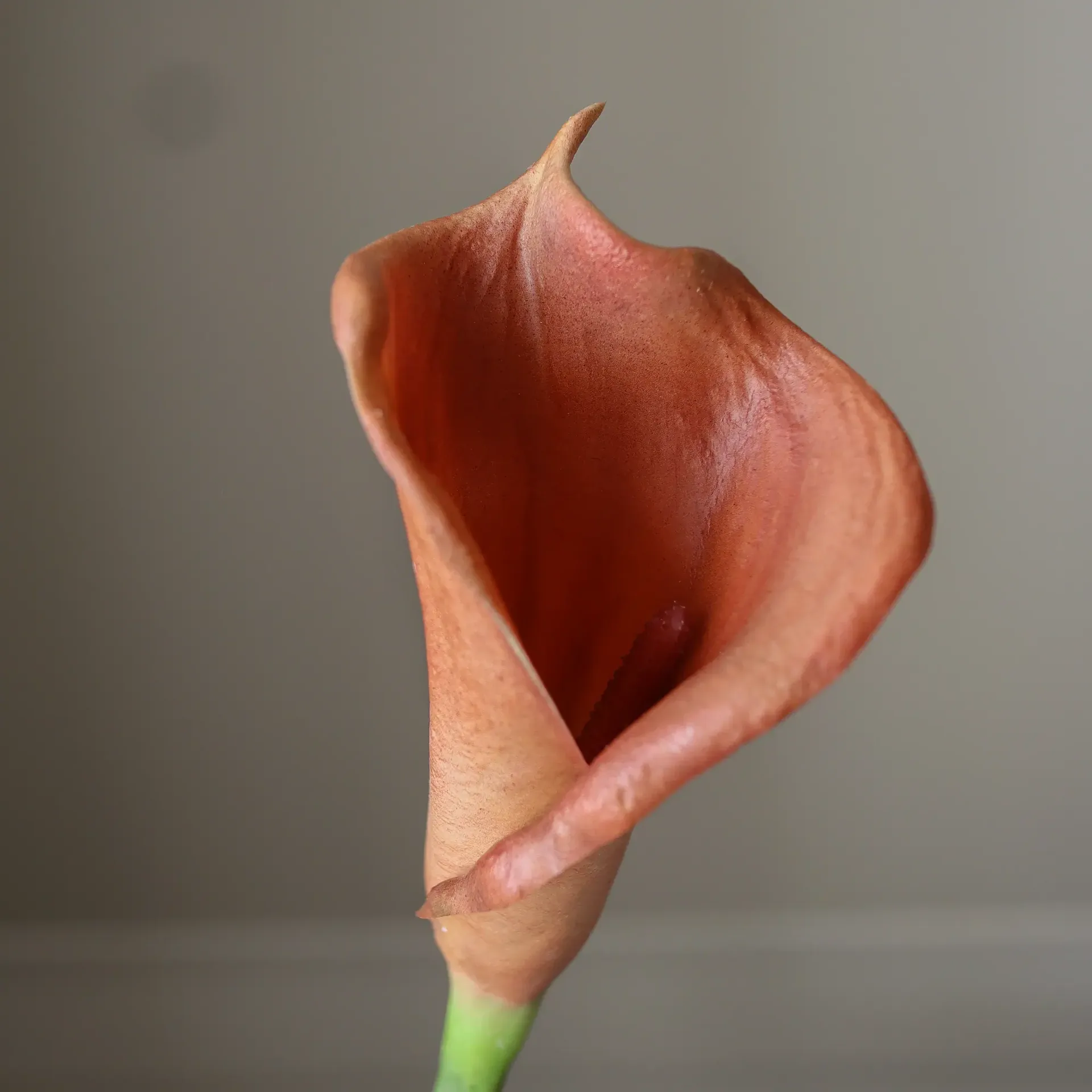 Kalla lilja konstgord bukett, Brun, 62 cm, 8 st Botané