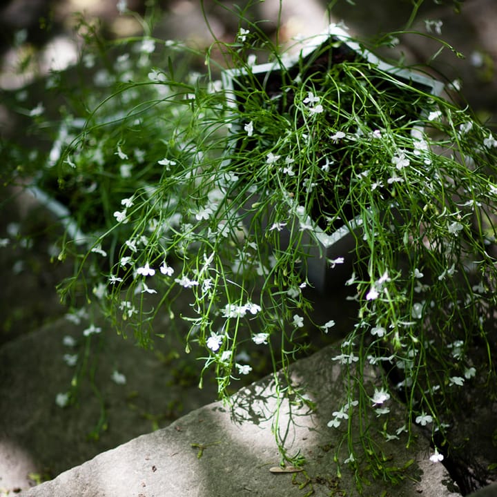 Stjärnkruka kruka - Aluminium, låg Ø23 cm - Byarums bruk