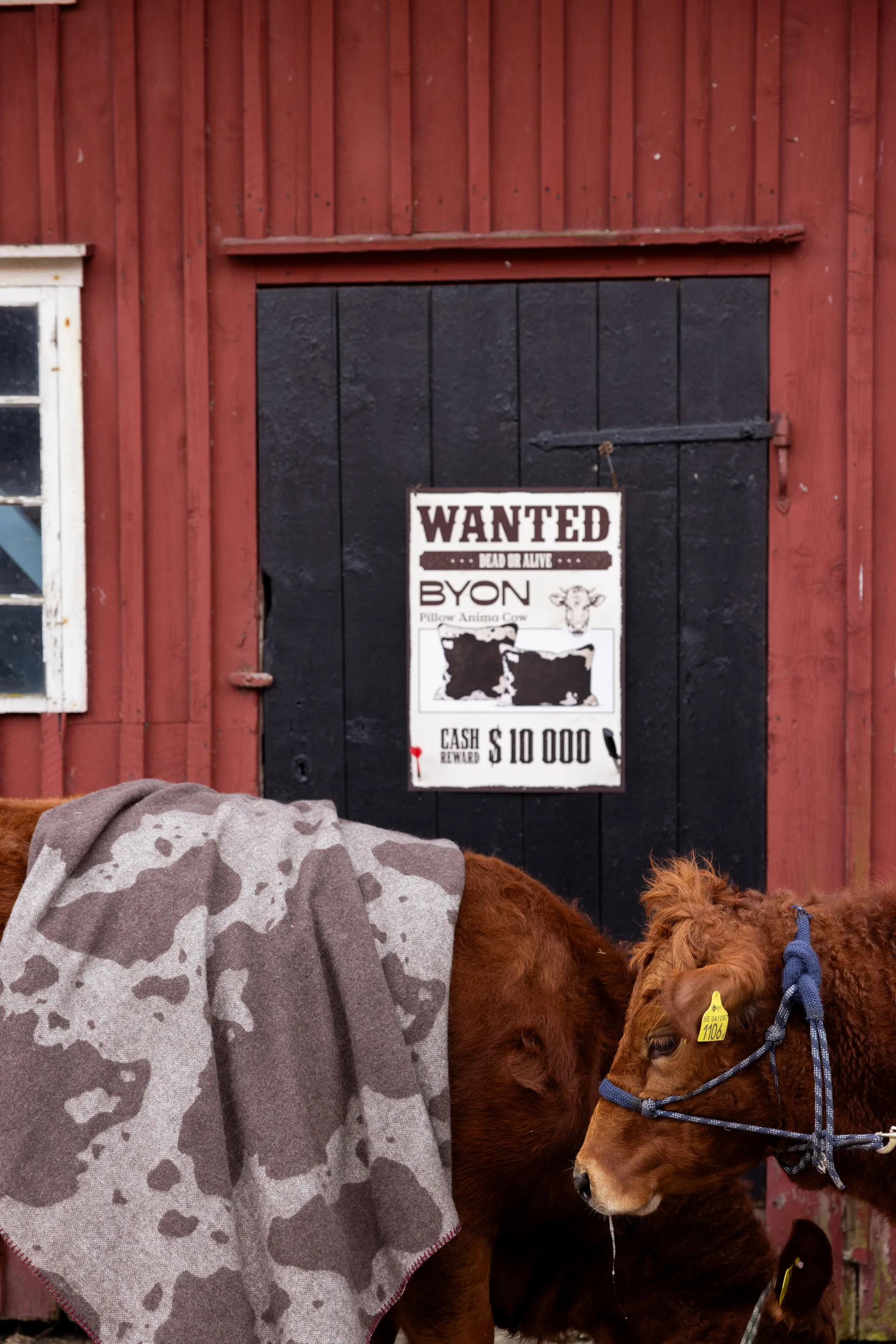 Anima filt 130x200 cm, Cow Byon