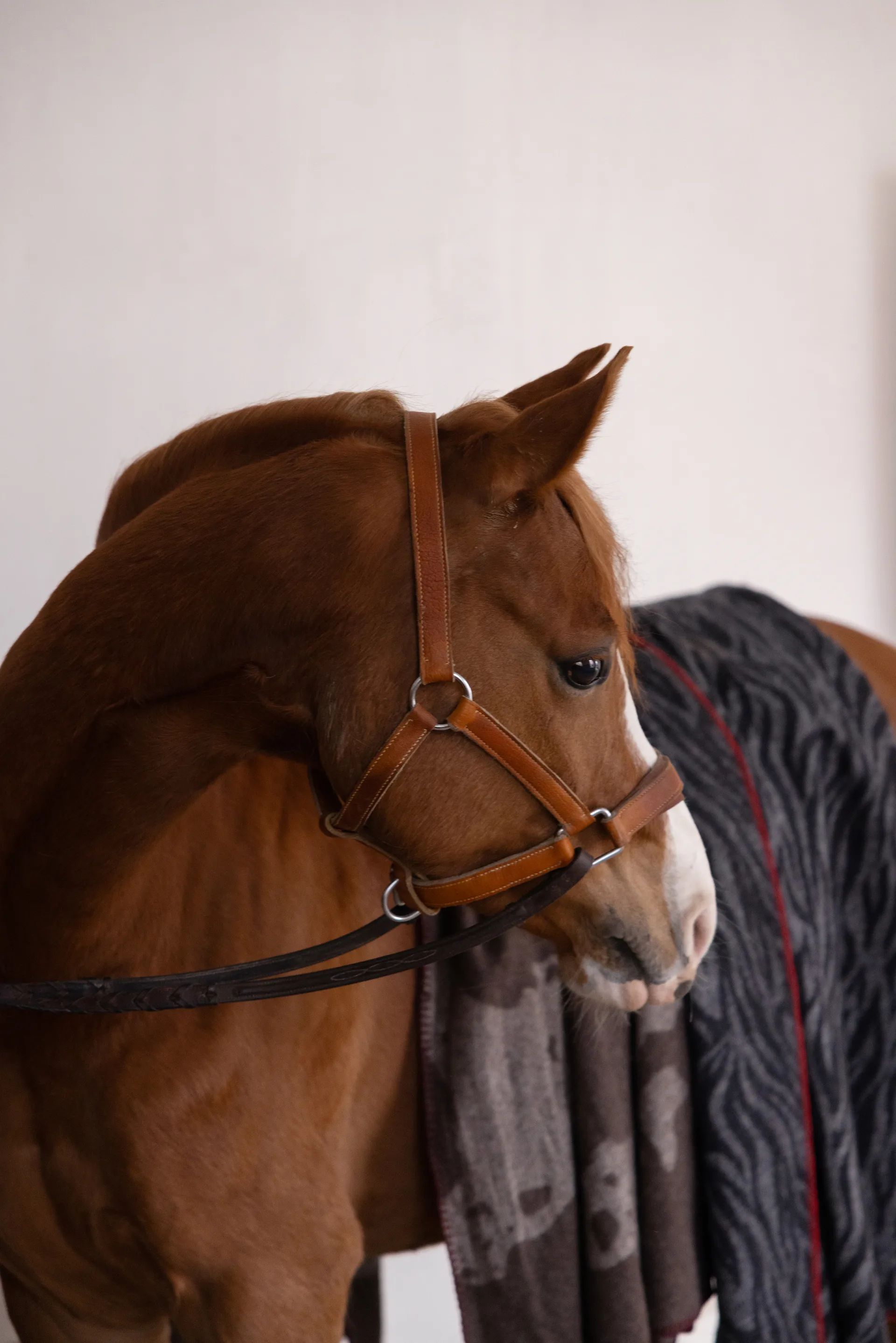 Anima filt 130x200 cm, Cow Byon