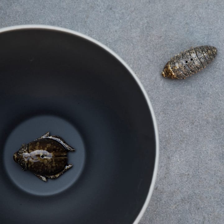 Salt- & pepparkar skalbaggar - brun - Byon