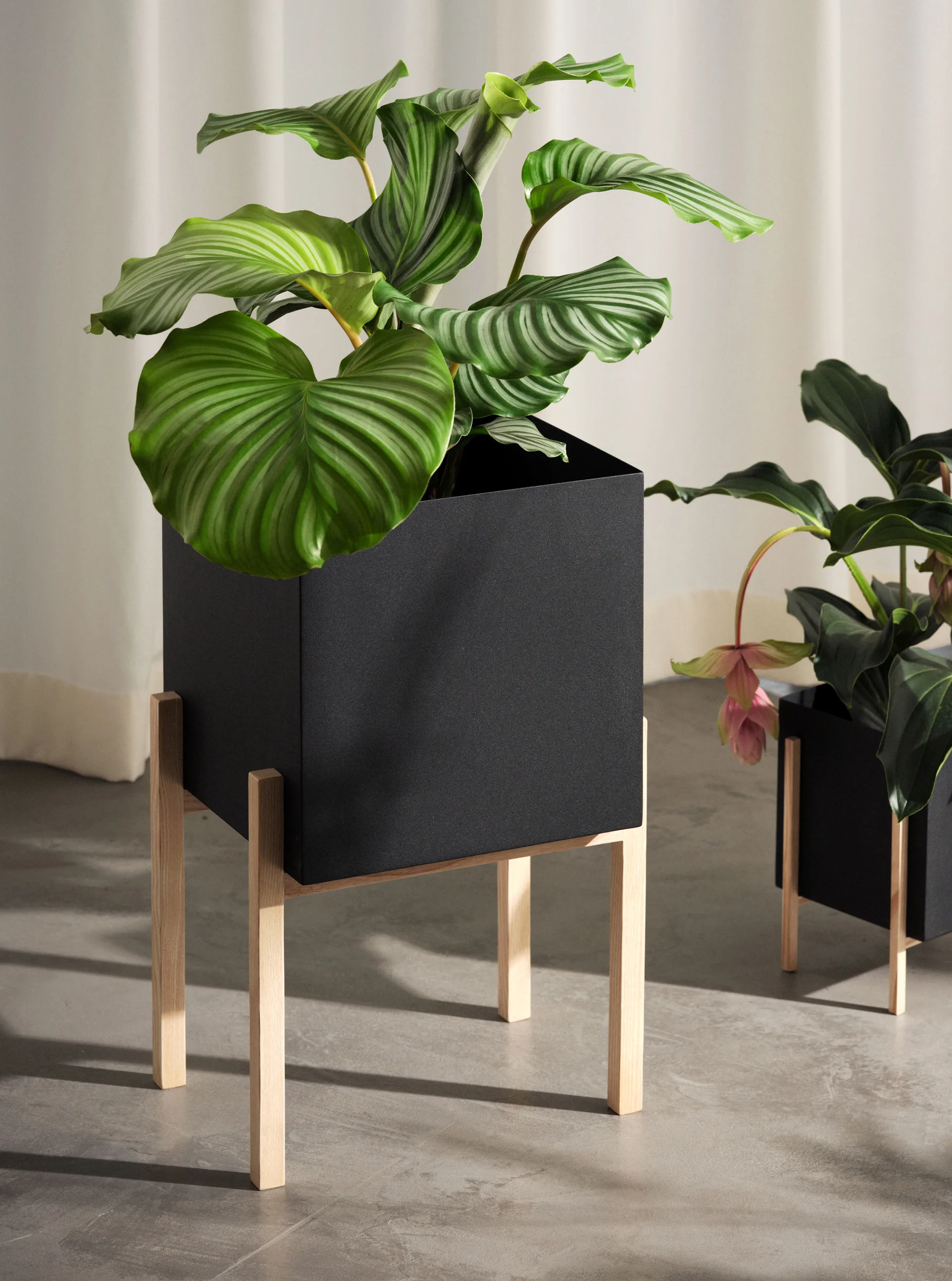 Botanic pedestal kruka, Svart-ask Design House Stockholm