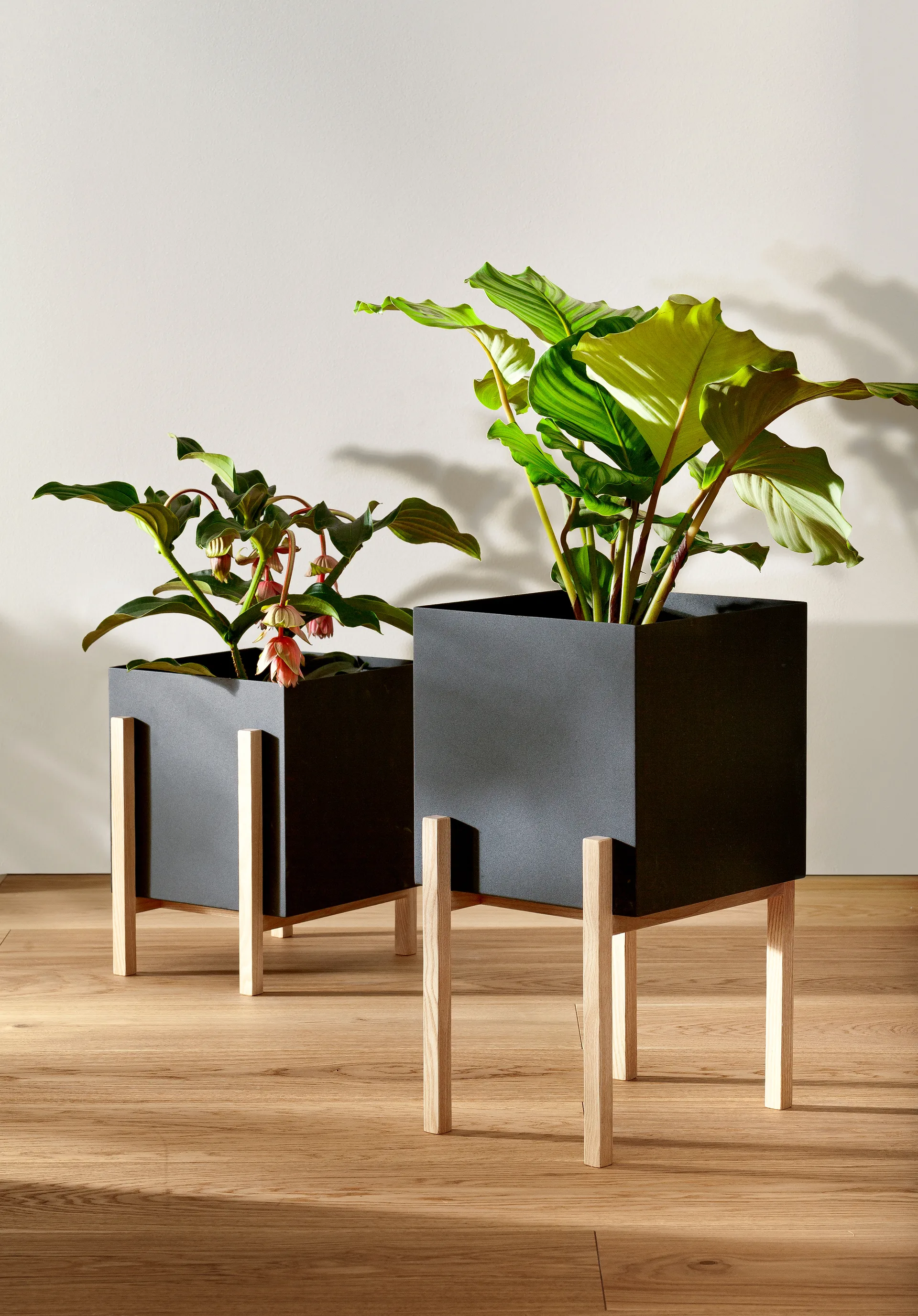 Botanic pedestal kruka, Svart-ask Design House Stockholm