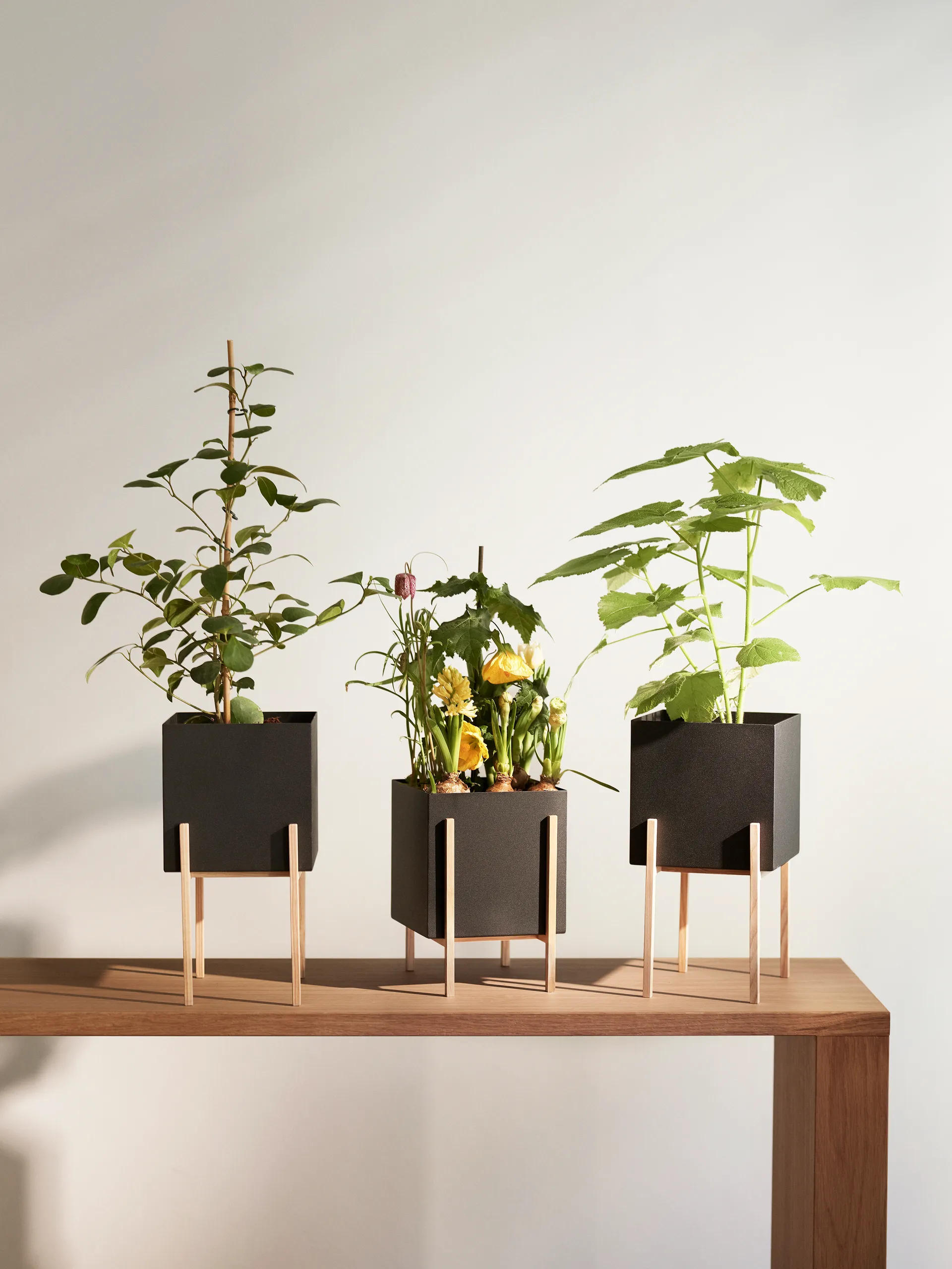 Botanic pedestal kruka, Svart-ask Design House Stockholm