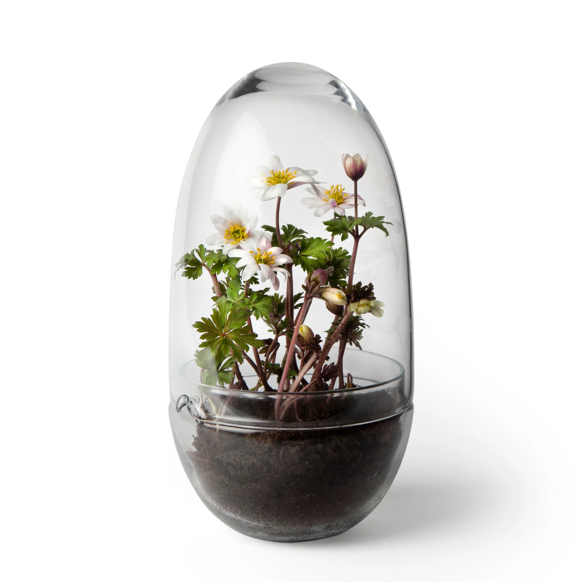 Grow odlingskupa, Medium Ø11 cm Design House Stockholm