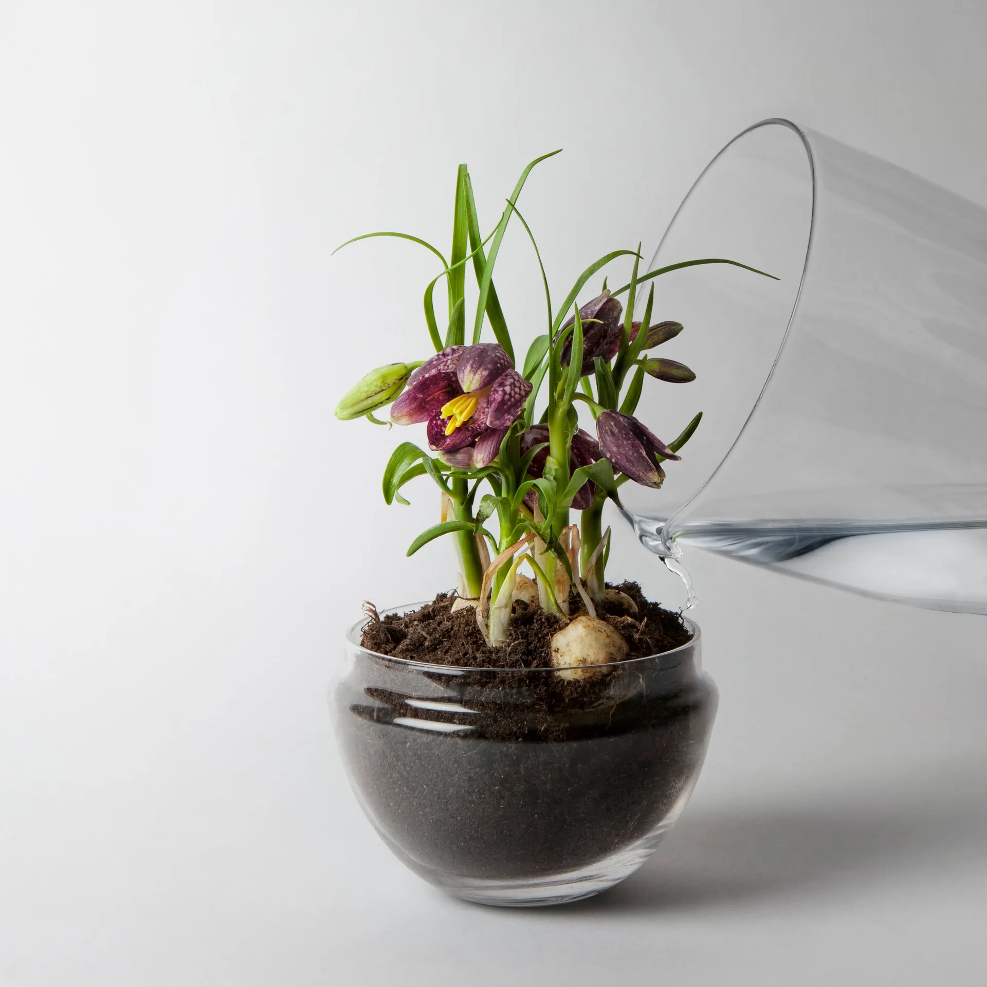 Grow odlingskupa, Medium Ø11 cm Design House Stockholm