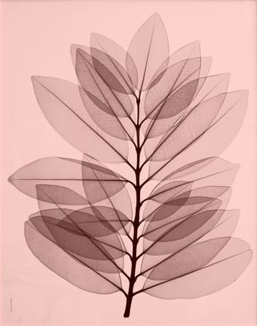 Metrosideros excelsea poster - 40x50 cm - Fine Little Day