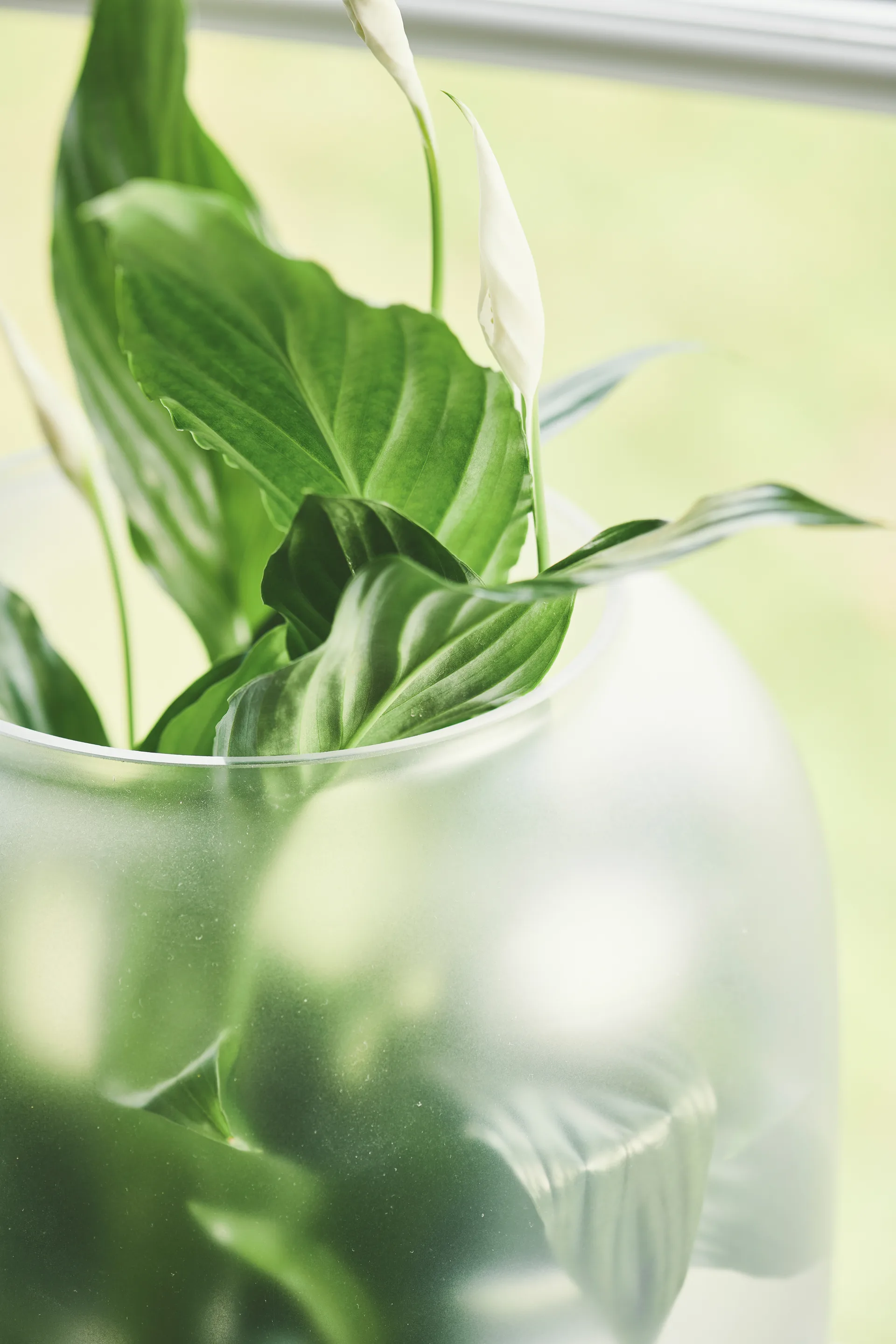 Nebl kruka med frostat glas Ø26 cm, Svart Gejst