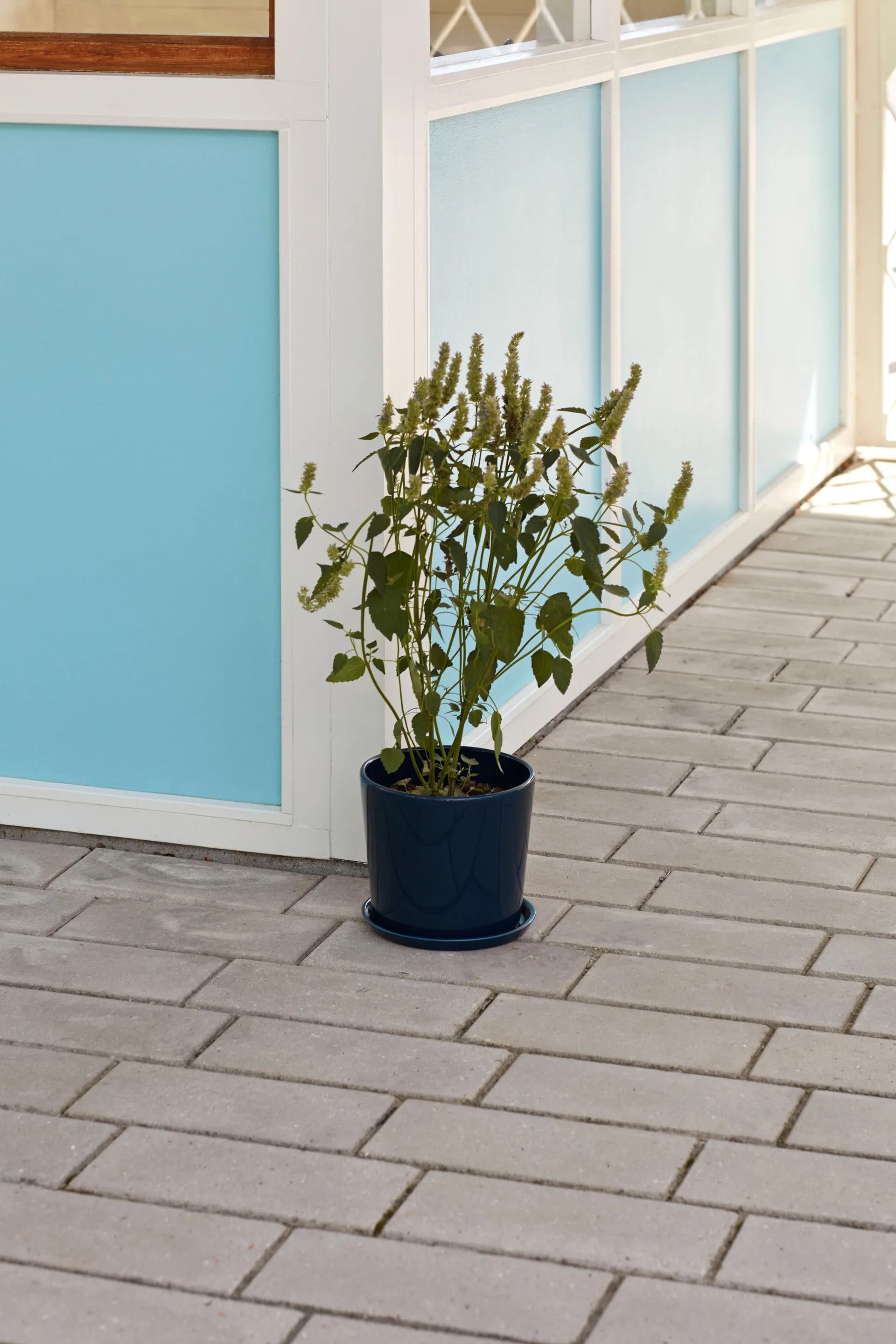 Botanical Family kruka XL Ø22 cm, Dark blue HAY