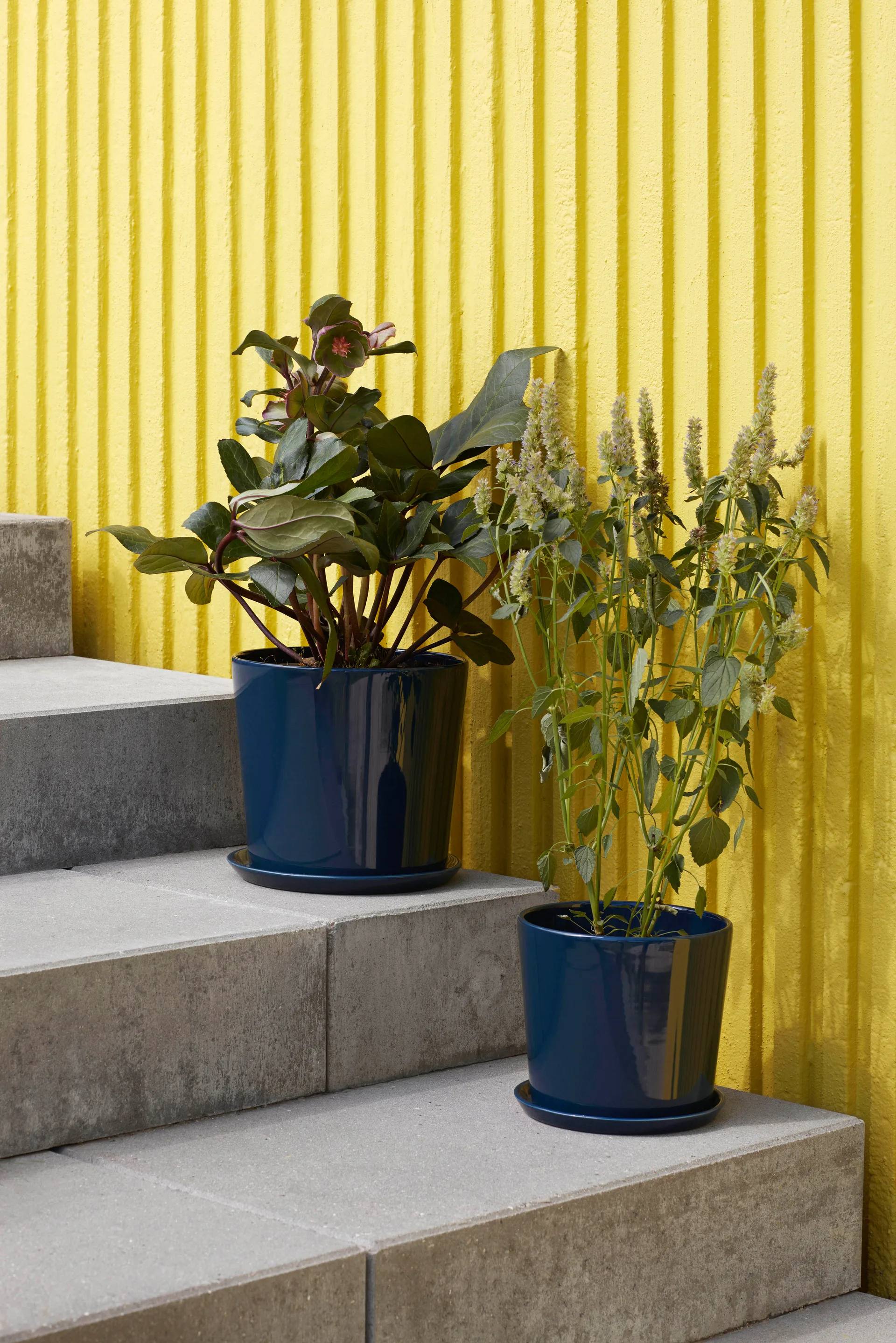 Botanical Family kruka XL Ø22 cm, Dark blue HAY