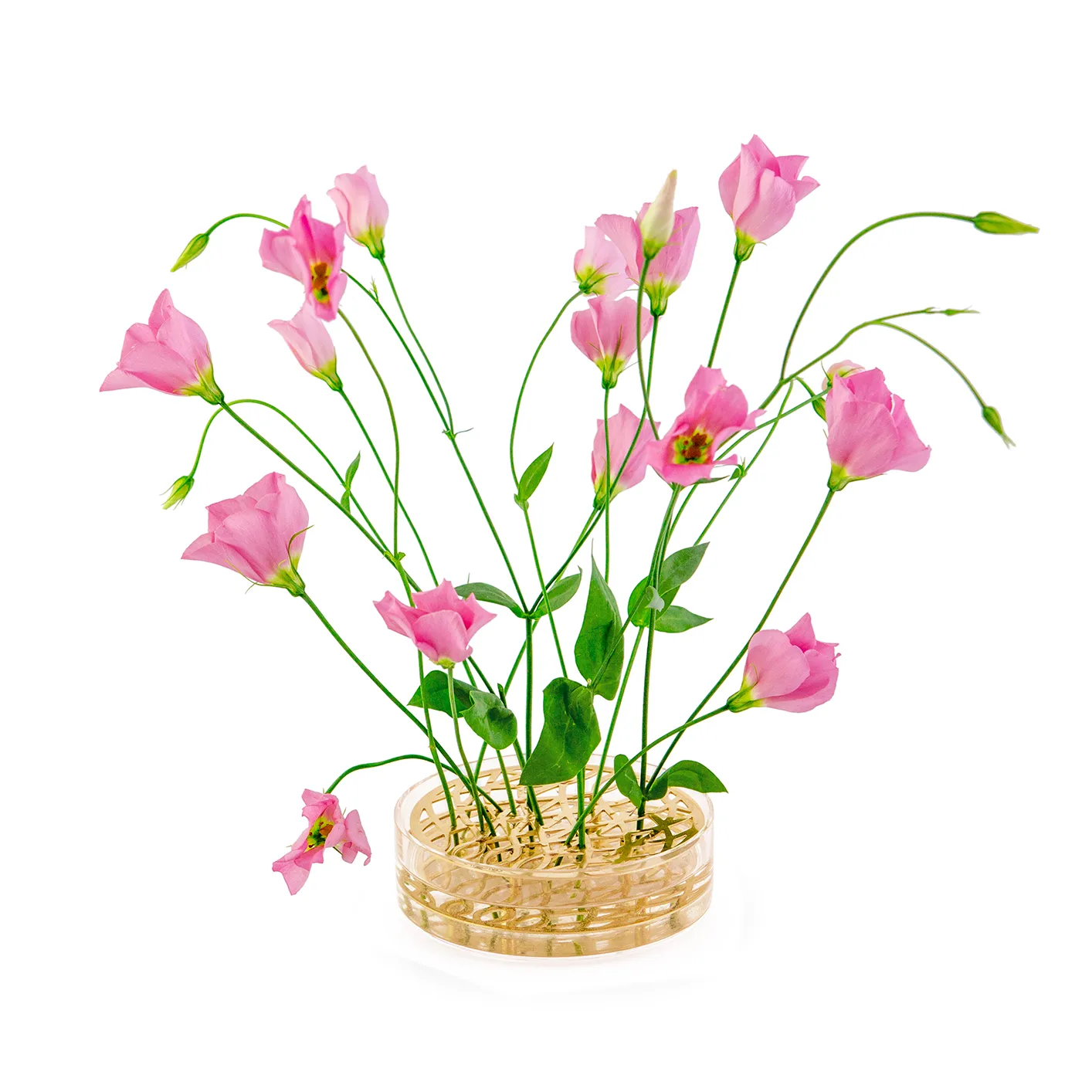 Äng vas, pond, Mässing KLONG