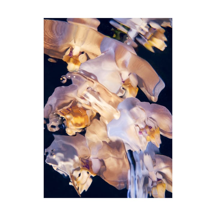 Flora Aquatica 01 poster - 30x40 cm - Paper Collective