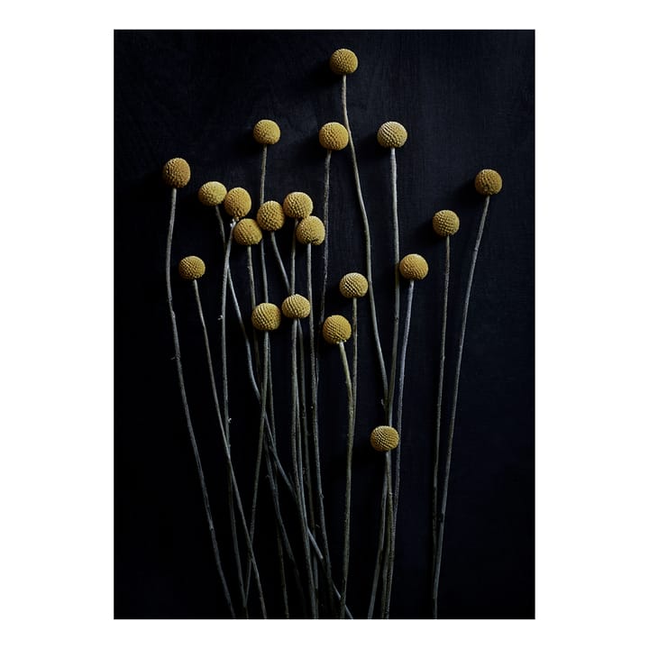 Still Life 01 Yellow Drumsticks poster - 30x40 cm - Paper Collective