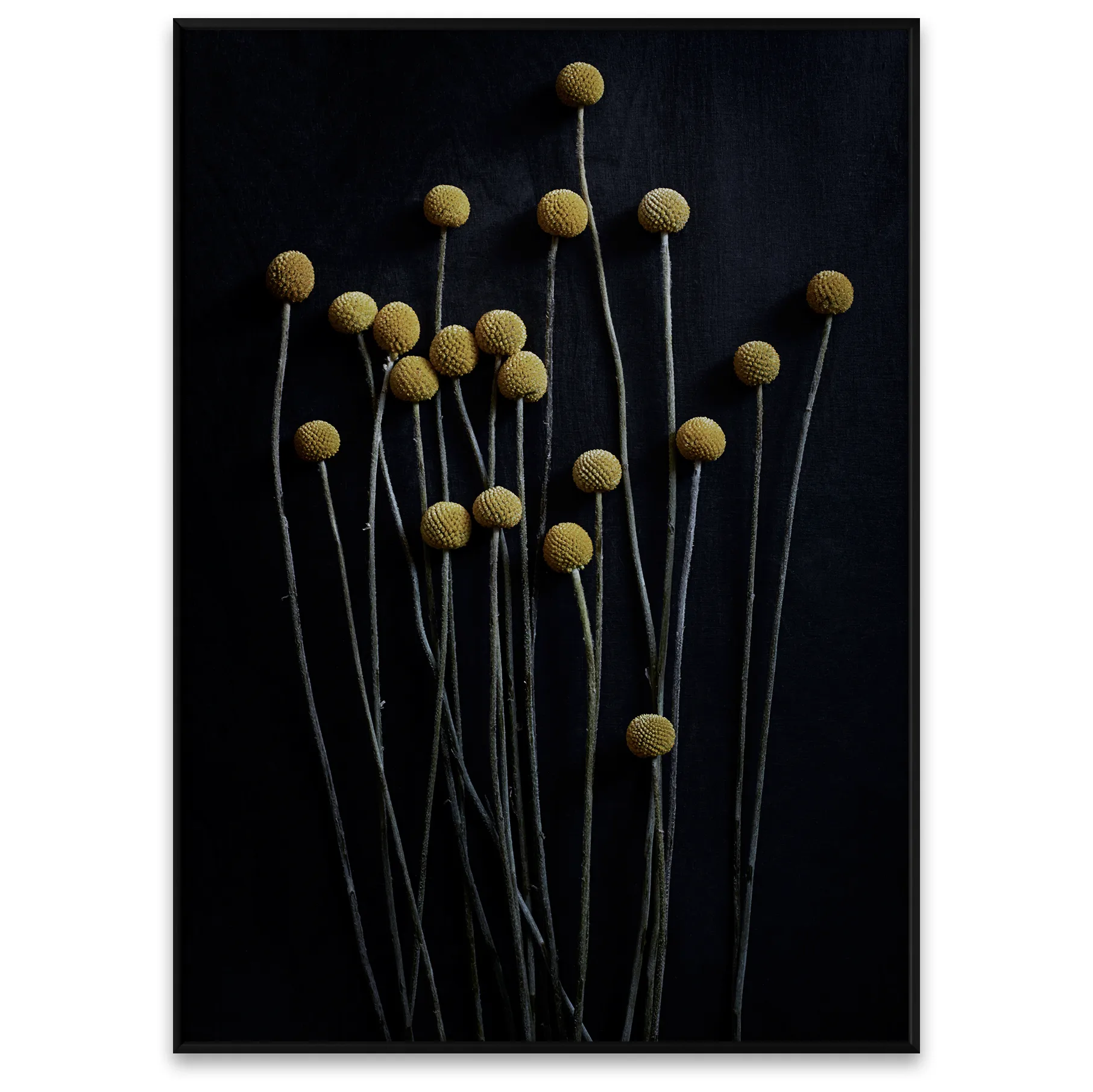 Still Life 01 Yellow Drumsticks poster, 50x70 cm Paper Collective