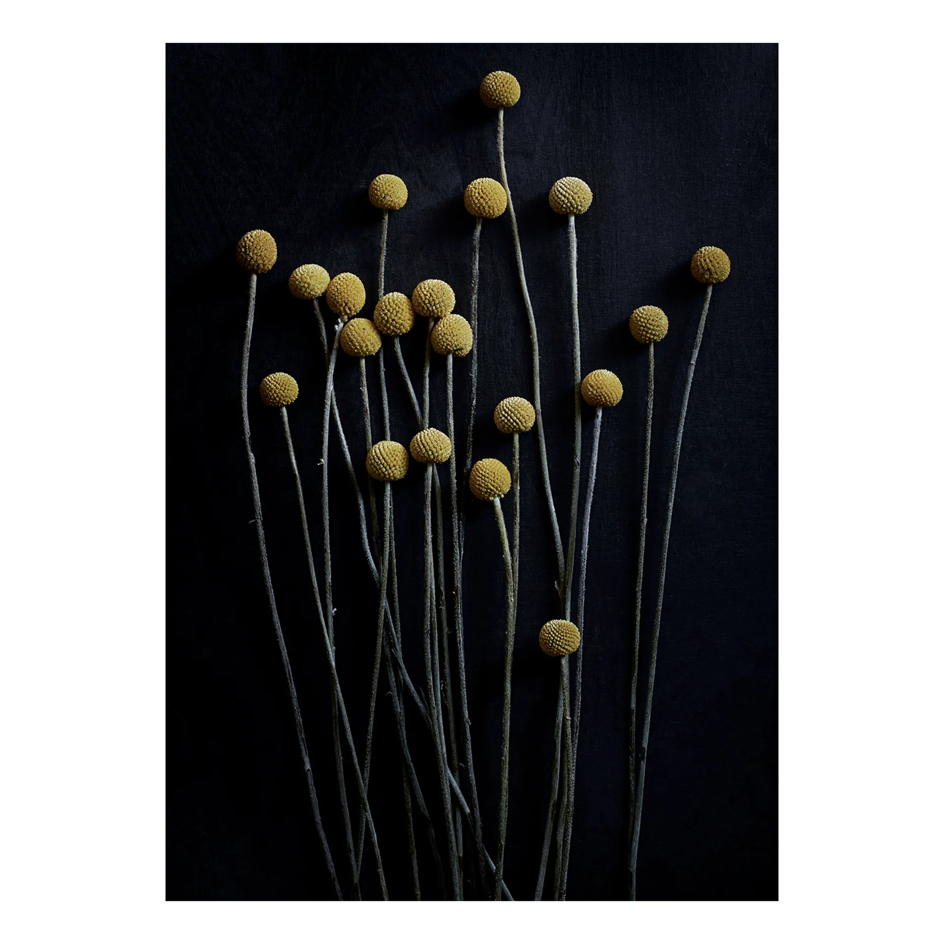 Still Life 01 Yellow Drumsticks poster, 50x70 cm Paper Collective