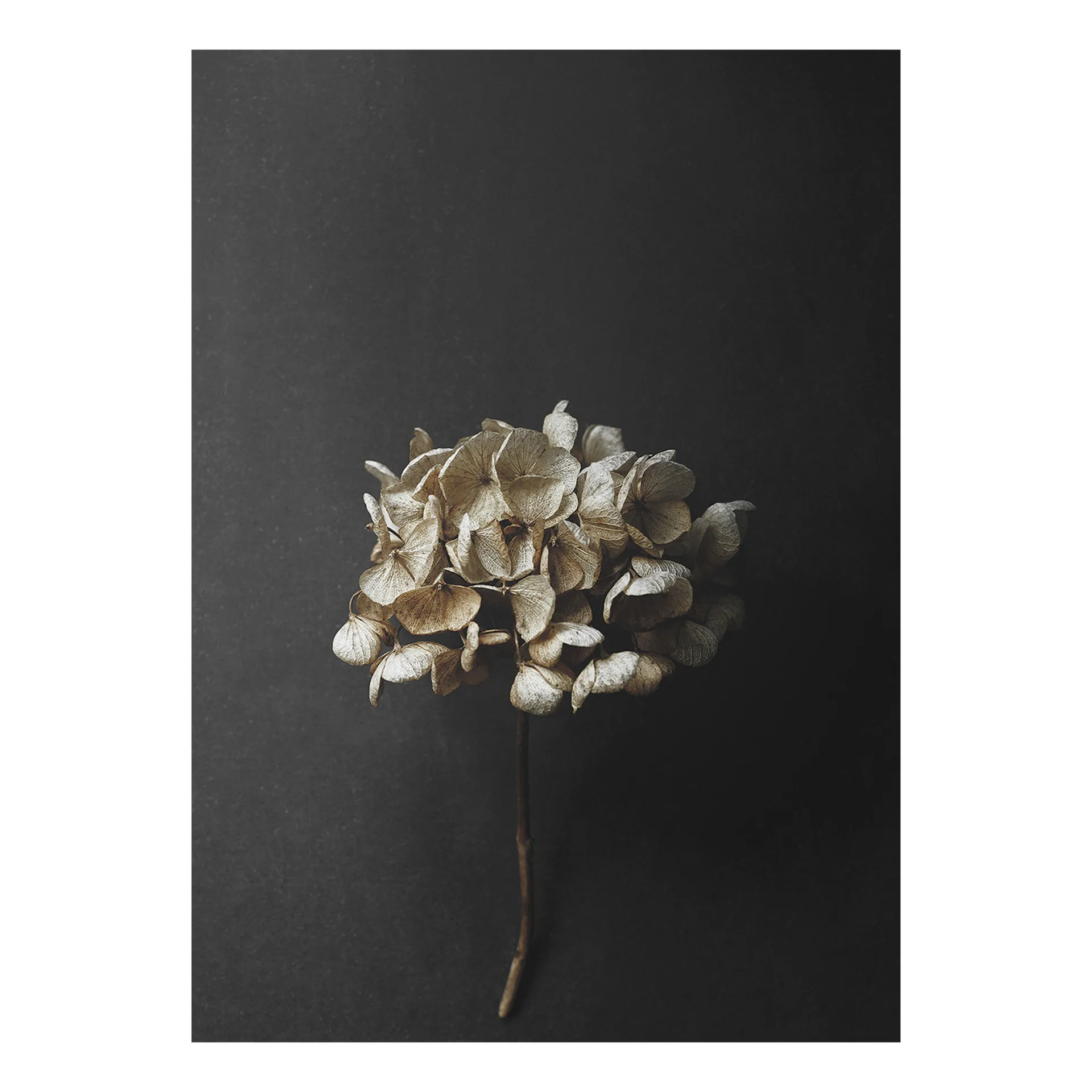 Still Life 04 Hydrangea poster, 30x40 cm Paper Collective