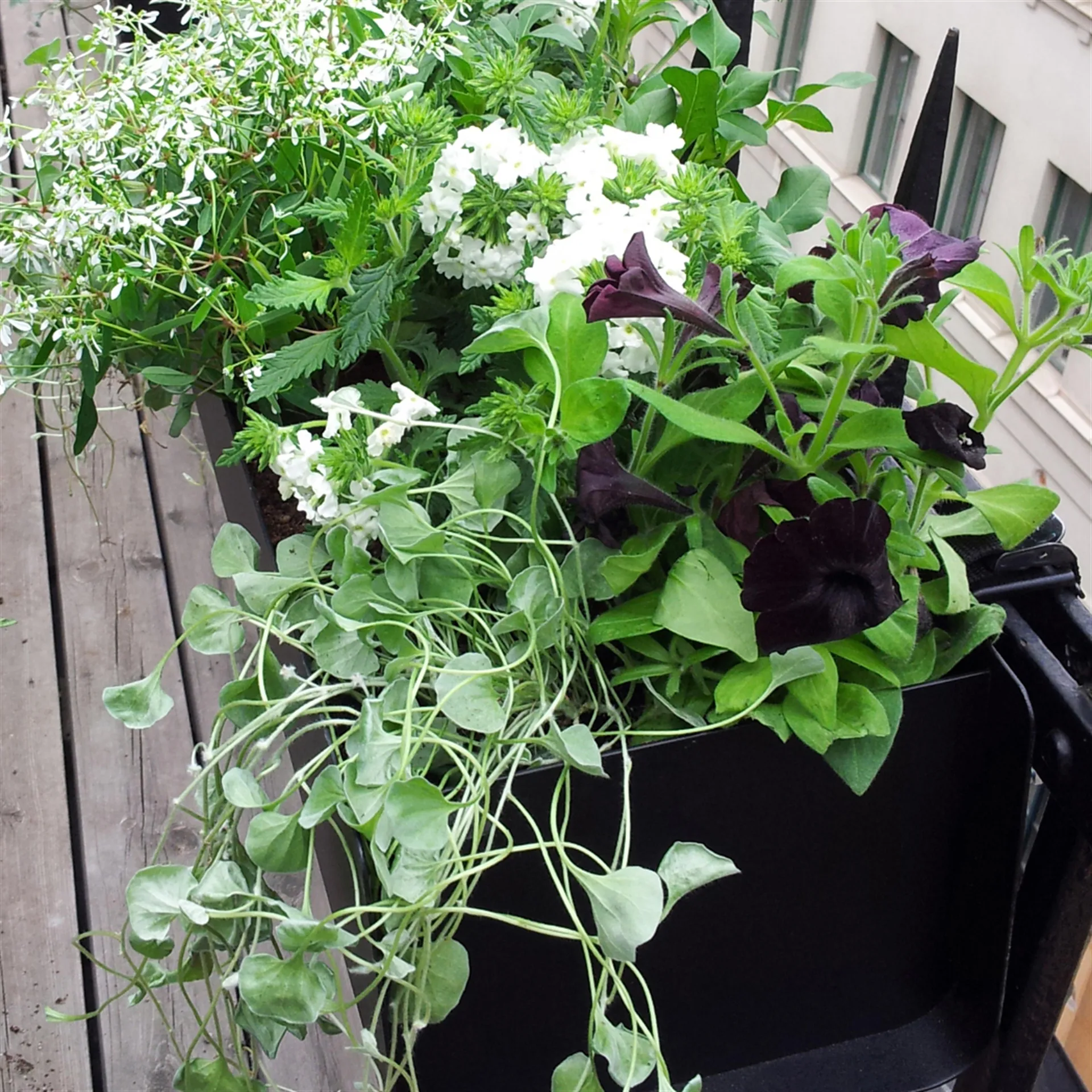 Jorda balkonglåda, Svart 60 cm SMD Design