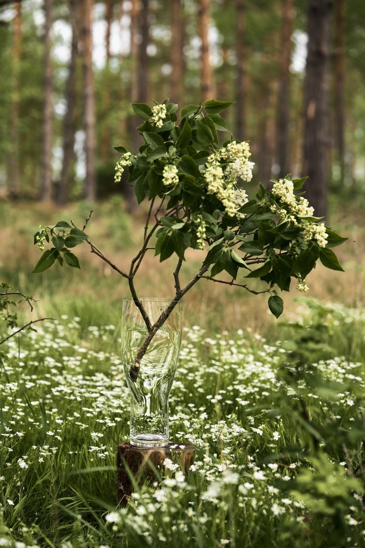 Bild som visar Squeeze vas i klarglas från Orrefors, placerad i blommande dunge med en blommande kvist i.